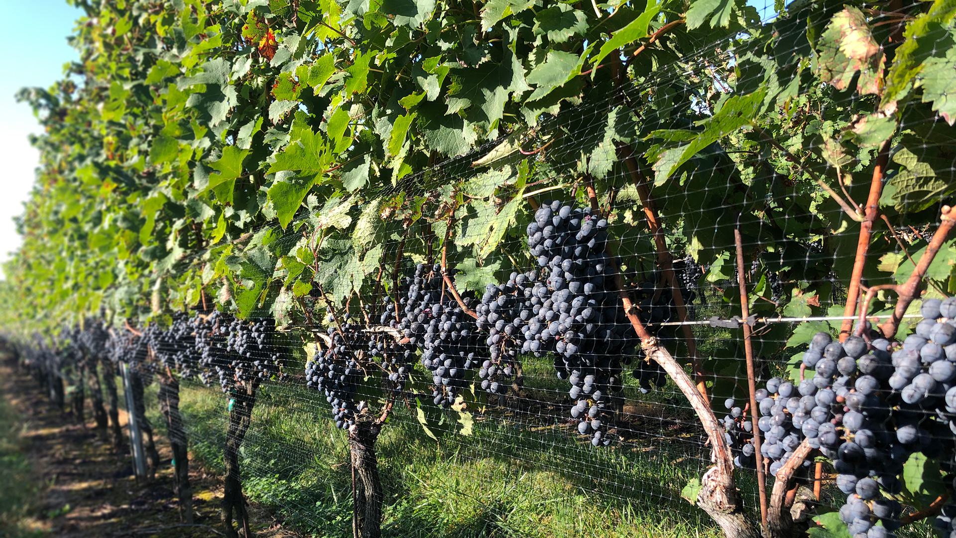 Grapevine 1920x1080