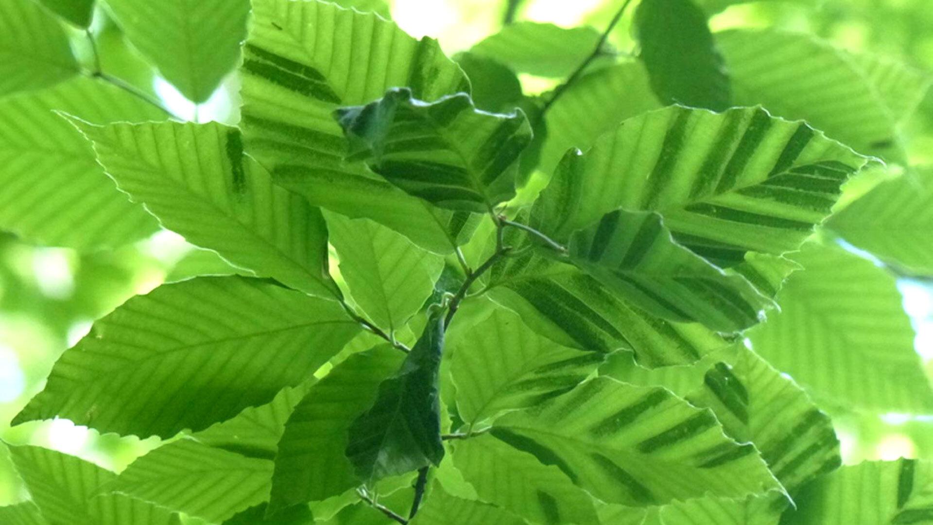 Hgic beech leaf disease Jim Chatfield OSU Extension 1920x1080