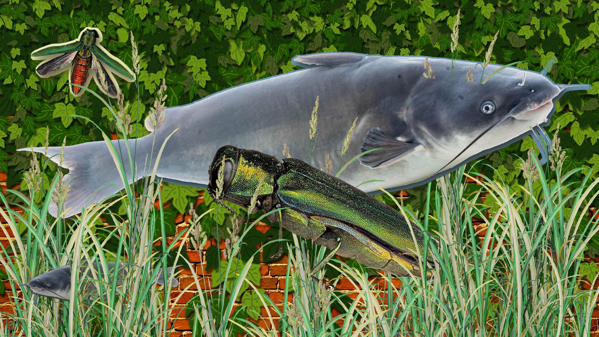 Invasivespecies 1920x1080 1