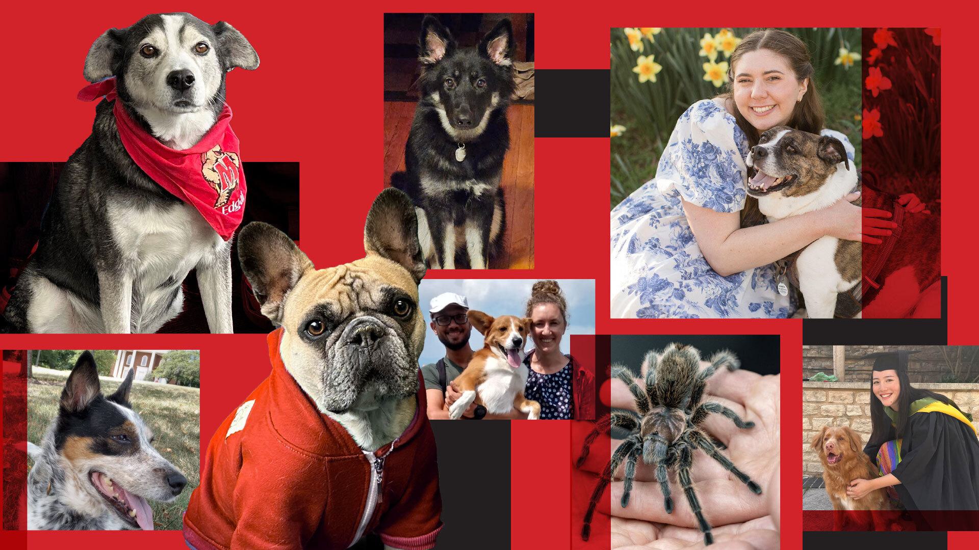 Mascot collage 1920x1080