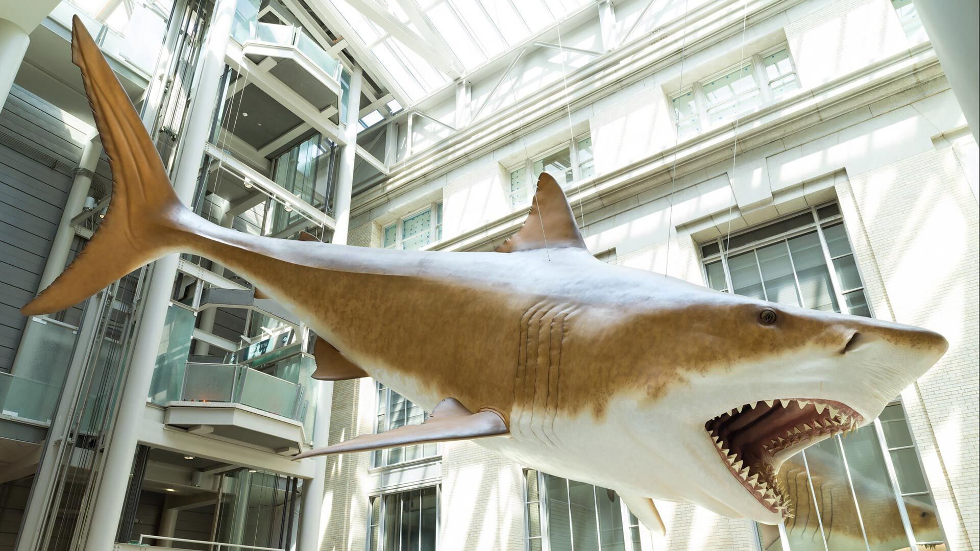 Megalodon Smithsonian 1920x1080