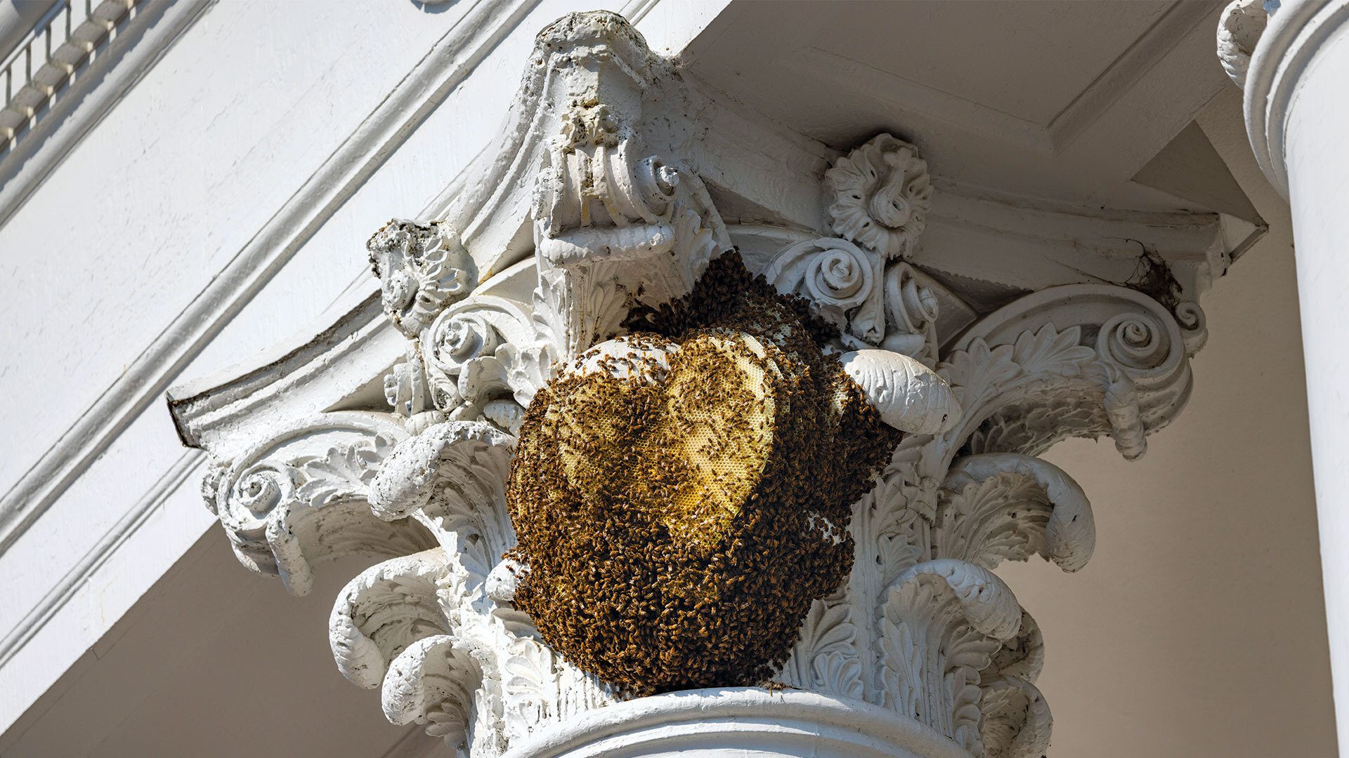 Column Bee Column, Meet Colony | Terp Magazine