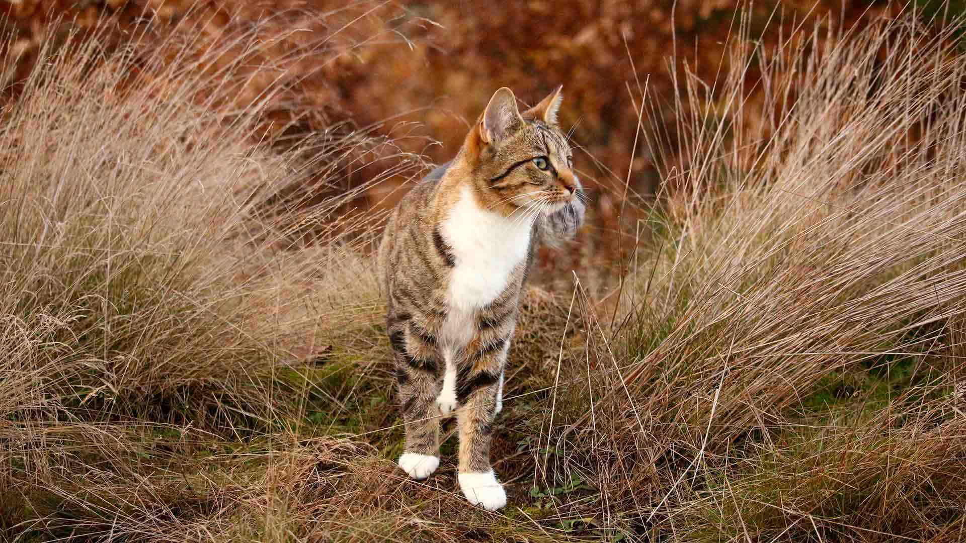 Pexels pixabay 248304 1920x1080