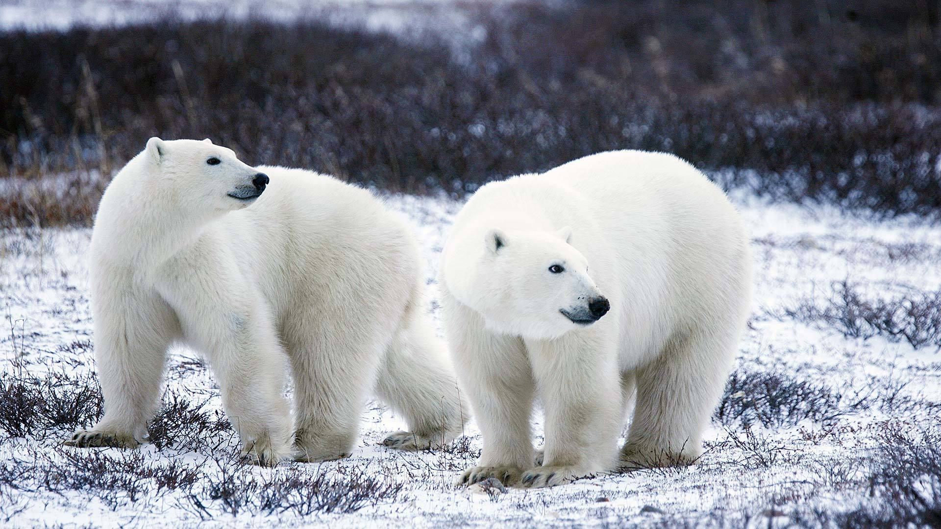 Polar bears usfws 1920x1080