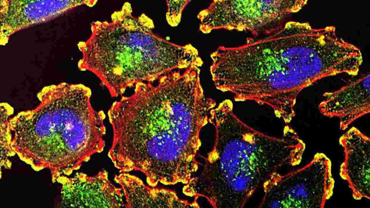 26184671492 283bed8675 o NIH Cancer Flickr 1920x1080 Thumbnail