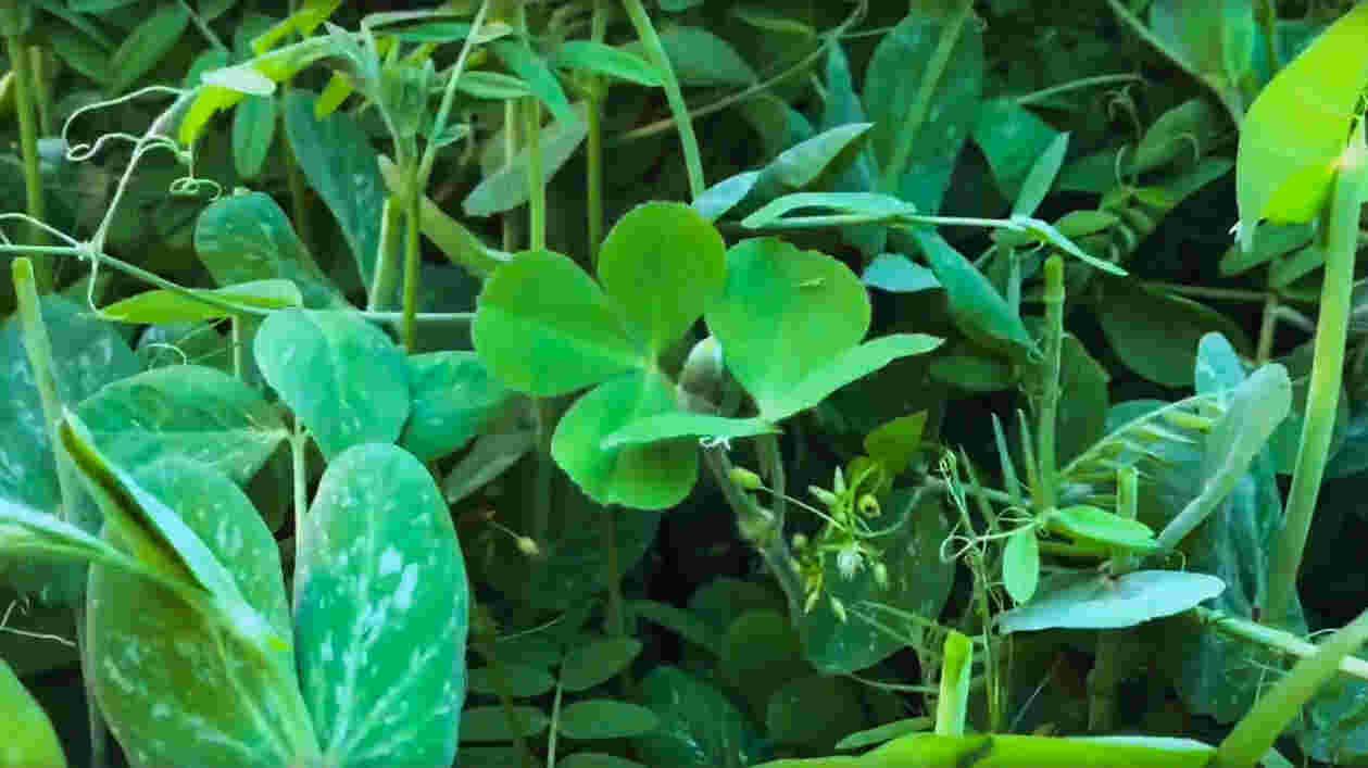 Ag Video Screen Grab web Thumbnail