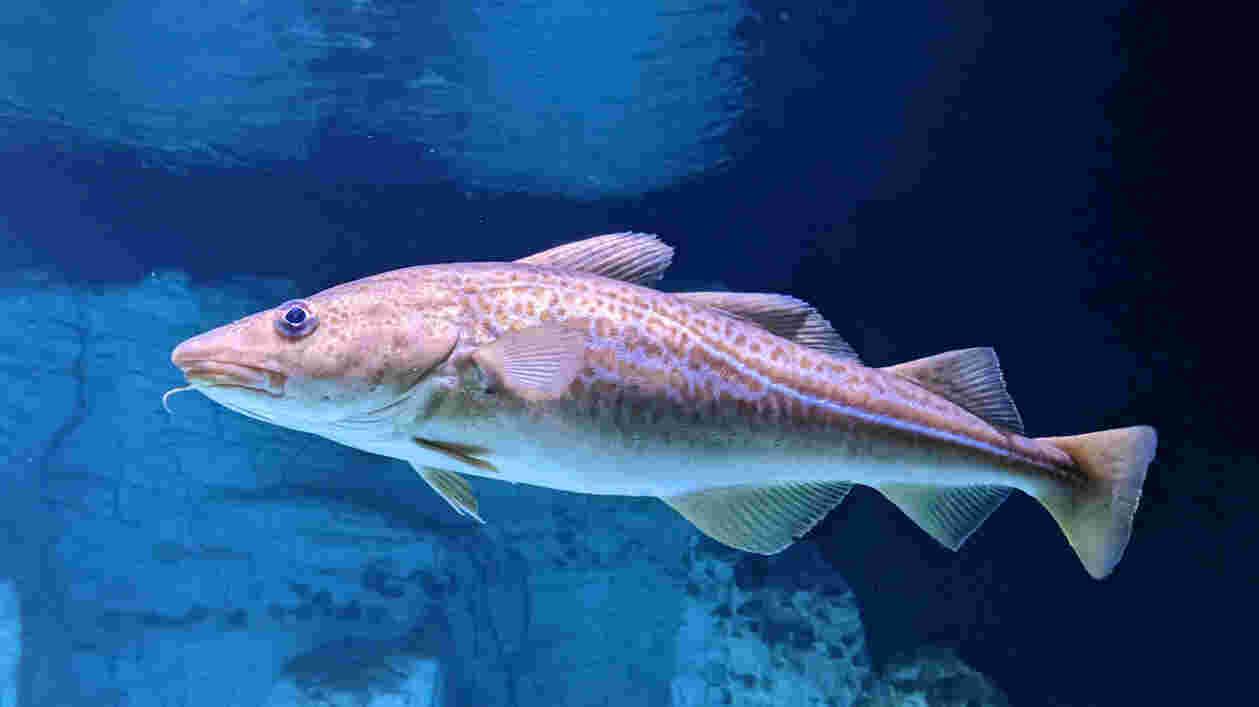 Atlantic Cod Gadus morhua 1920x1080 1 Thumbnail