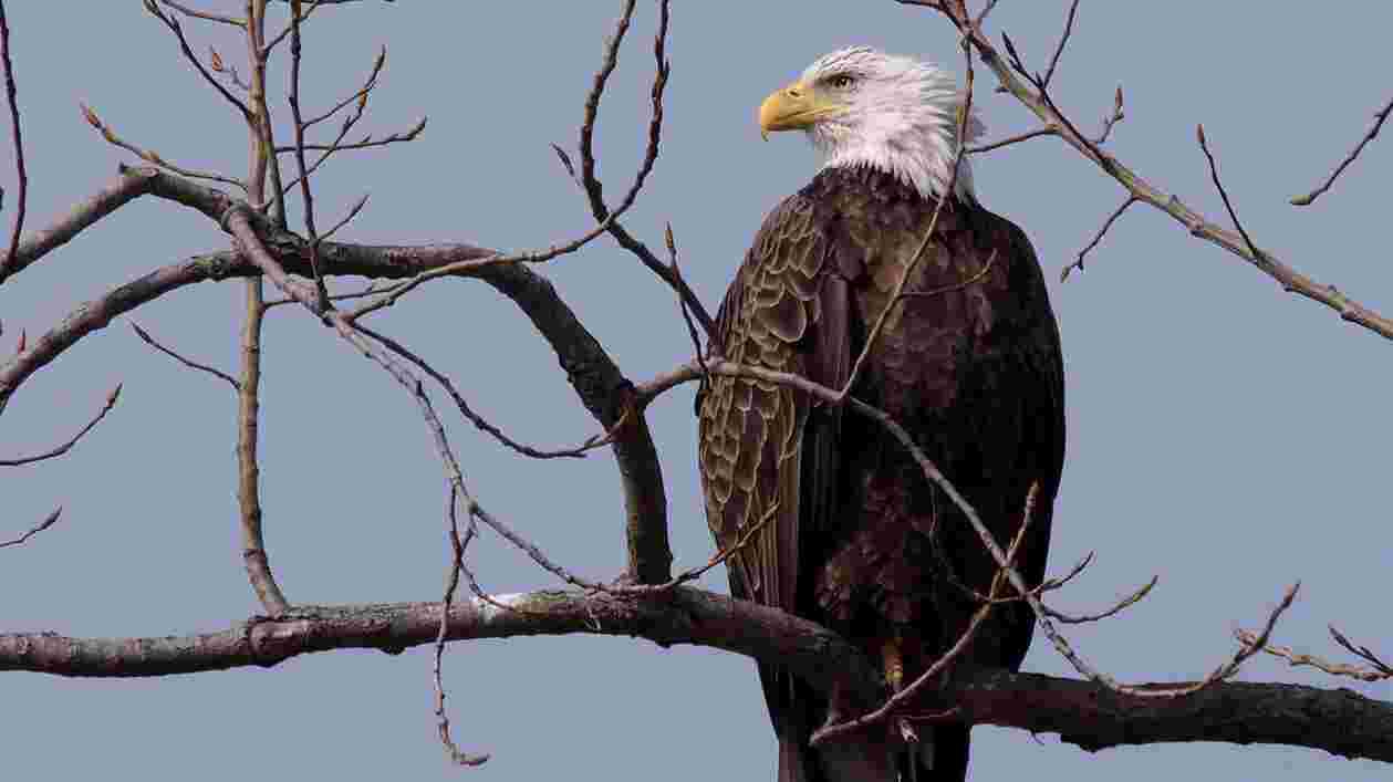 Bald Eagle 27527 9 WEB Thumbnail
