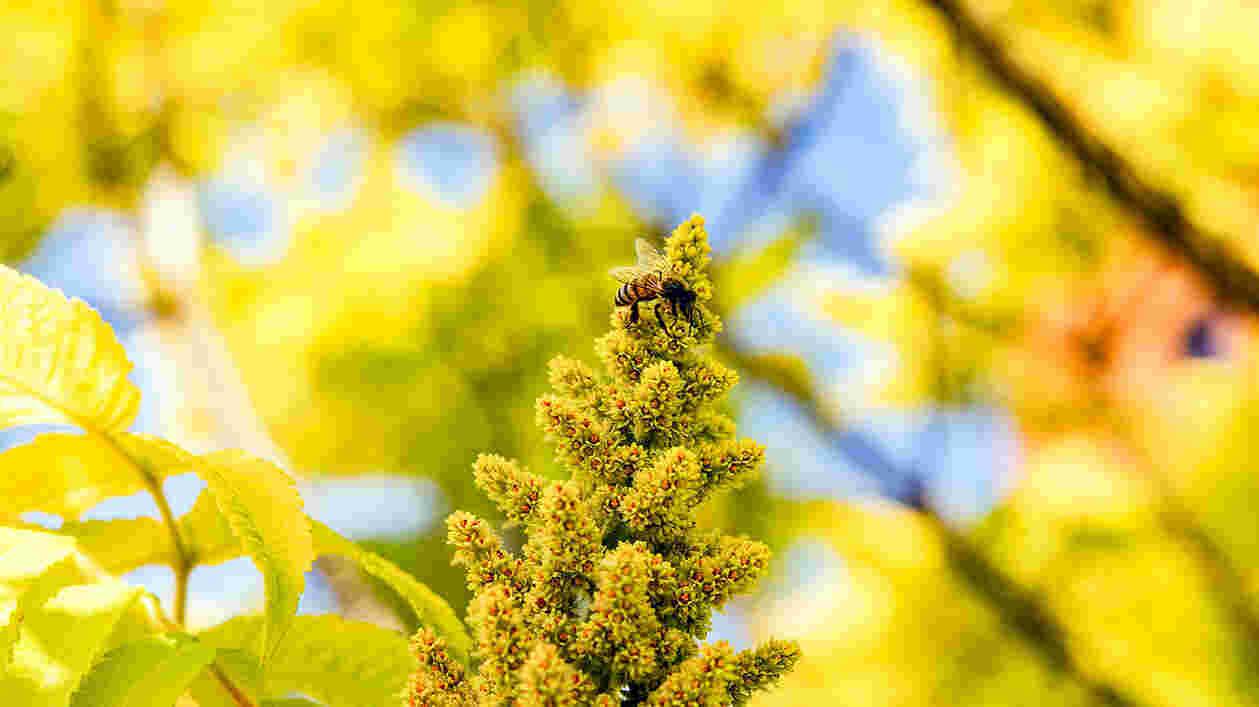Bee Pollinator Gardens 05262023 SC 0009 1920x1080 Thumbnail