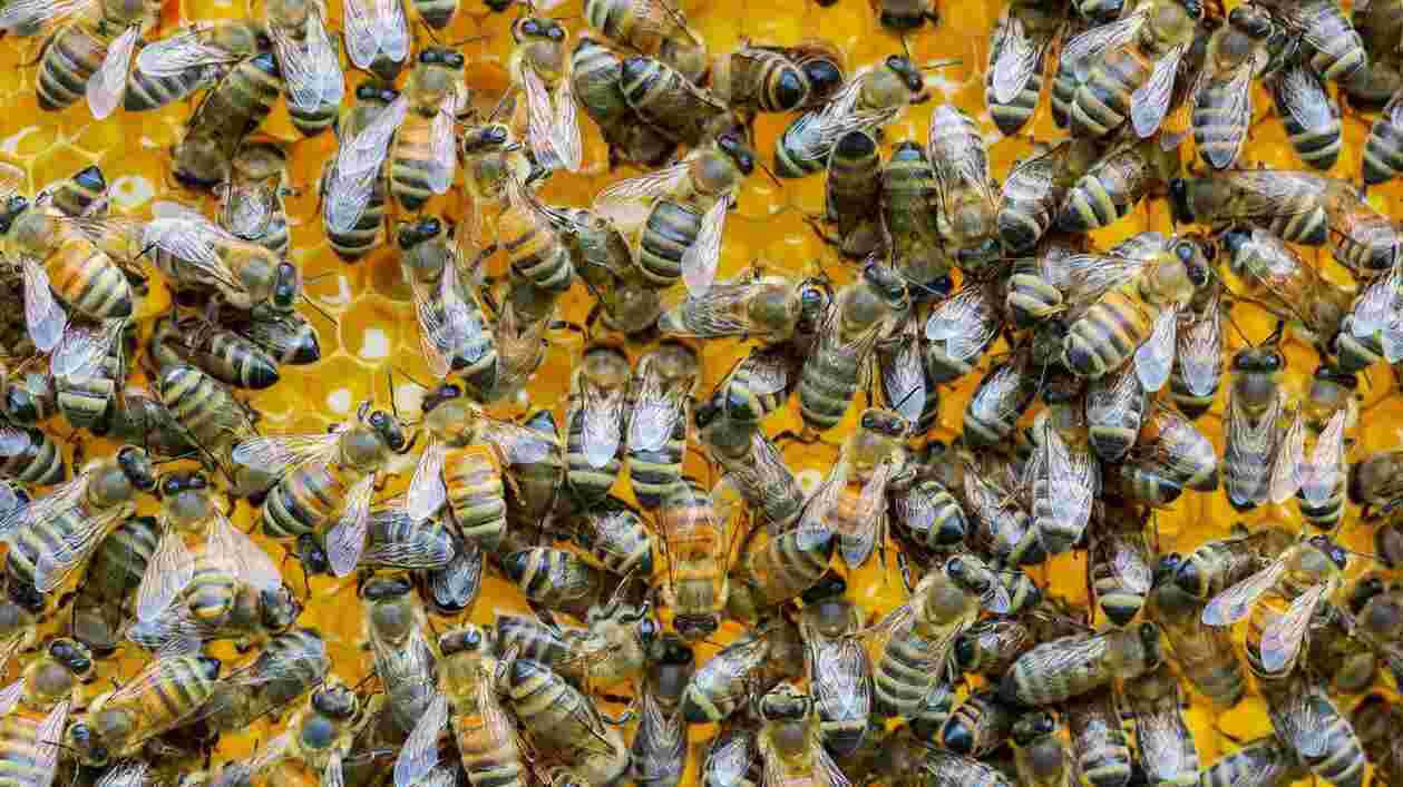 Bee Squad 05272020 SC 6185 1920x1080 Thumbnail