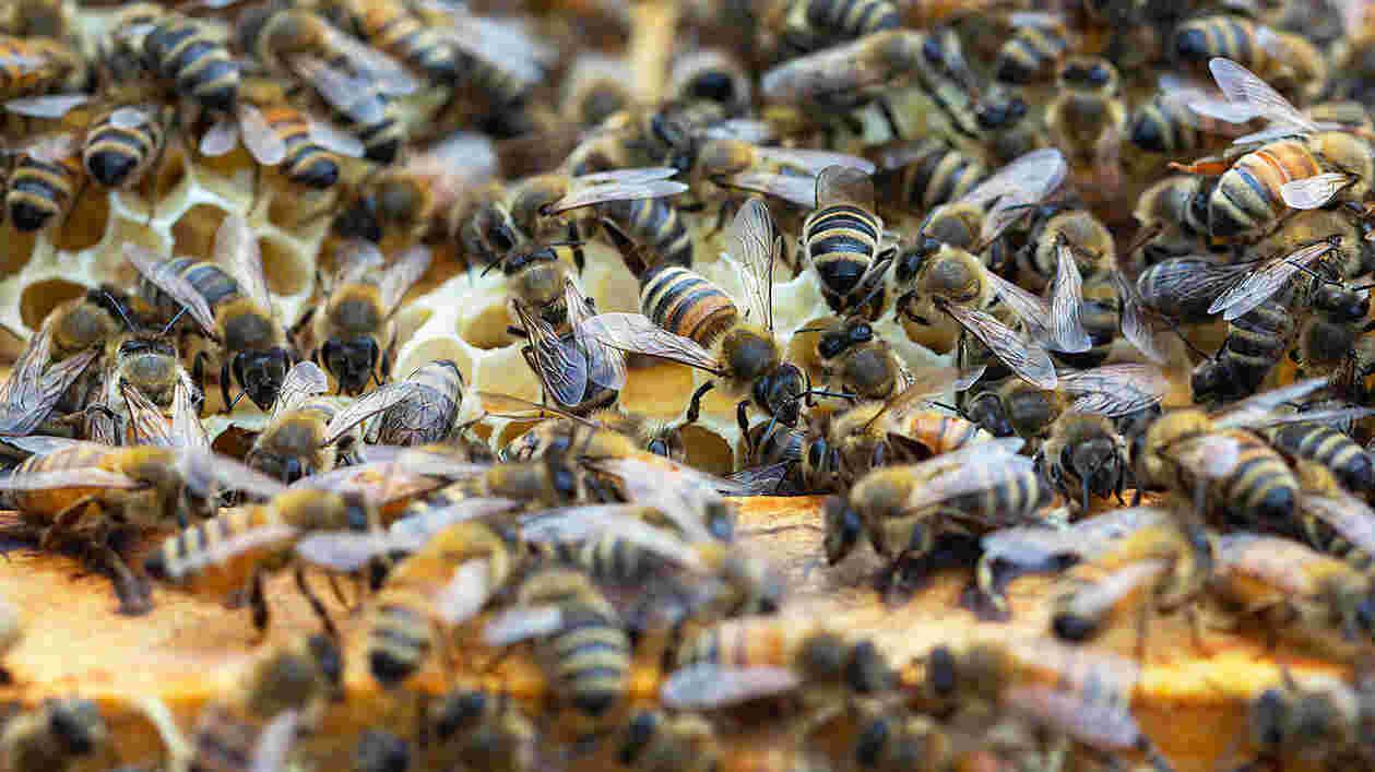 Bee Squad 05272020 SC 6211 1920x1080 Thumbnail