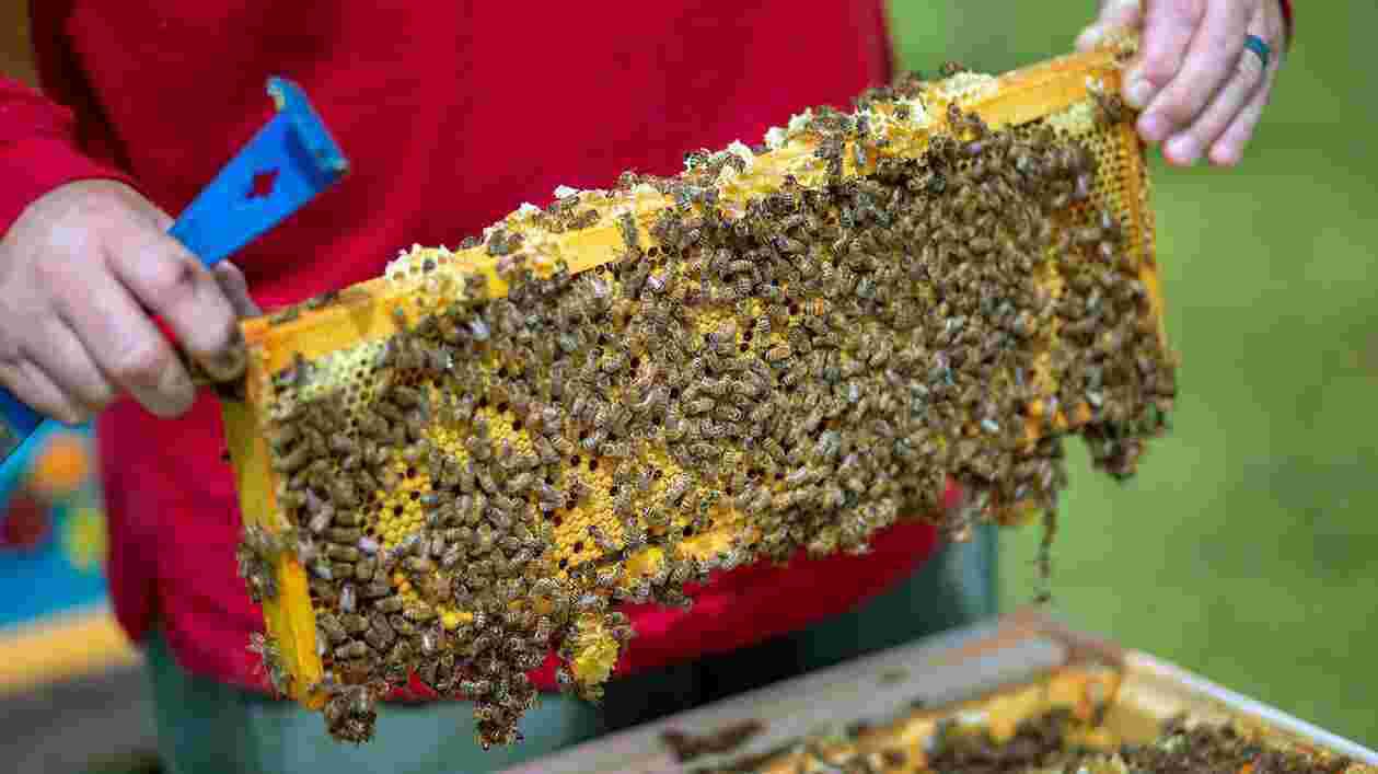 Bee Squad 05272020 SC 6387 1920x1080 Thumbnail