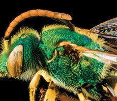 Bees tn 230x200 Thumbnail