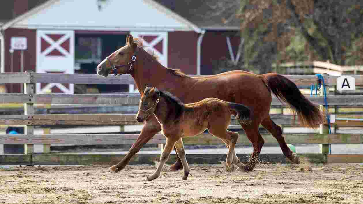 Campus Farm Foal 01112023 SC 2001 1920x1080 Thumbnail
