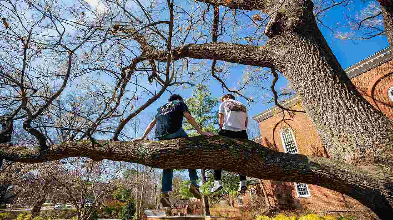 Two students sit on a tree branch