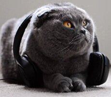 Cats Terp Tuesday final NO BANNER 230x200 Thumbnail