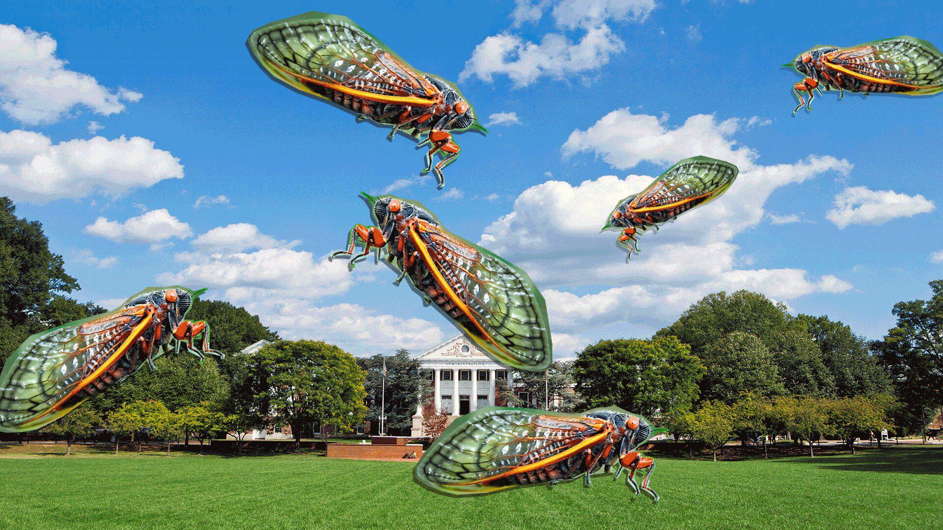 Cicadas 3 Thumbnail