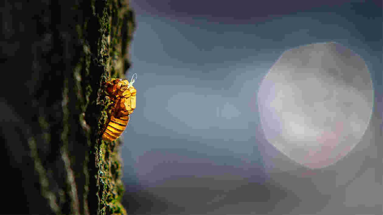Cicadas Campus 05212021 JC 1065 1920x1080 Thumbnail