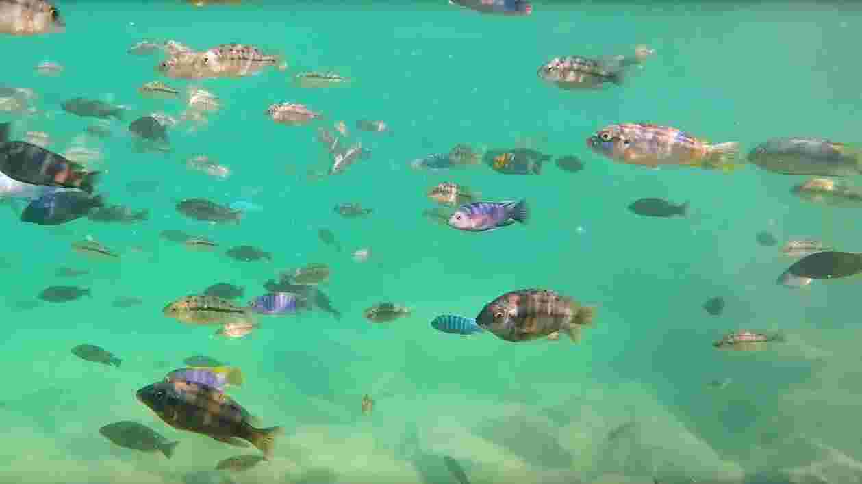 Cichlids CMNS Video Screenshot web Thumbnail