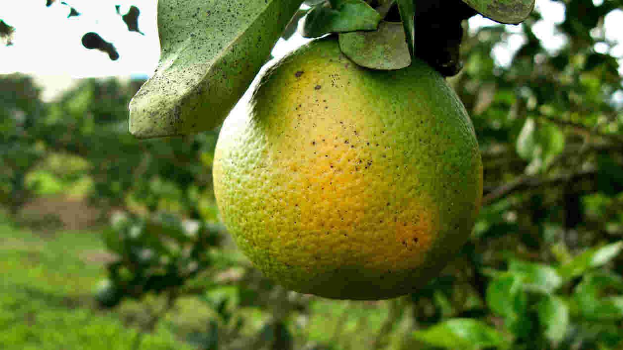 Citrus Greening 1920x1080 Thumbnail