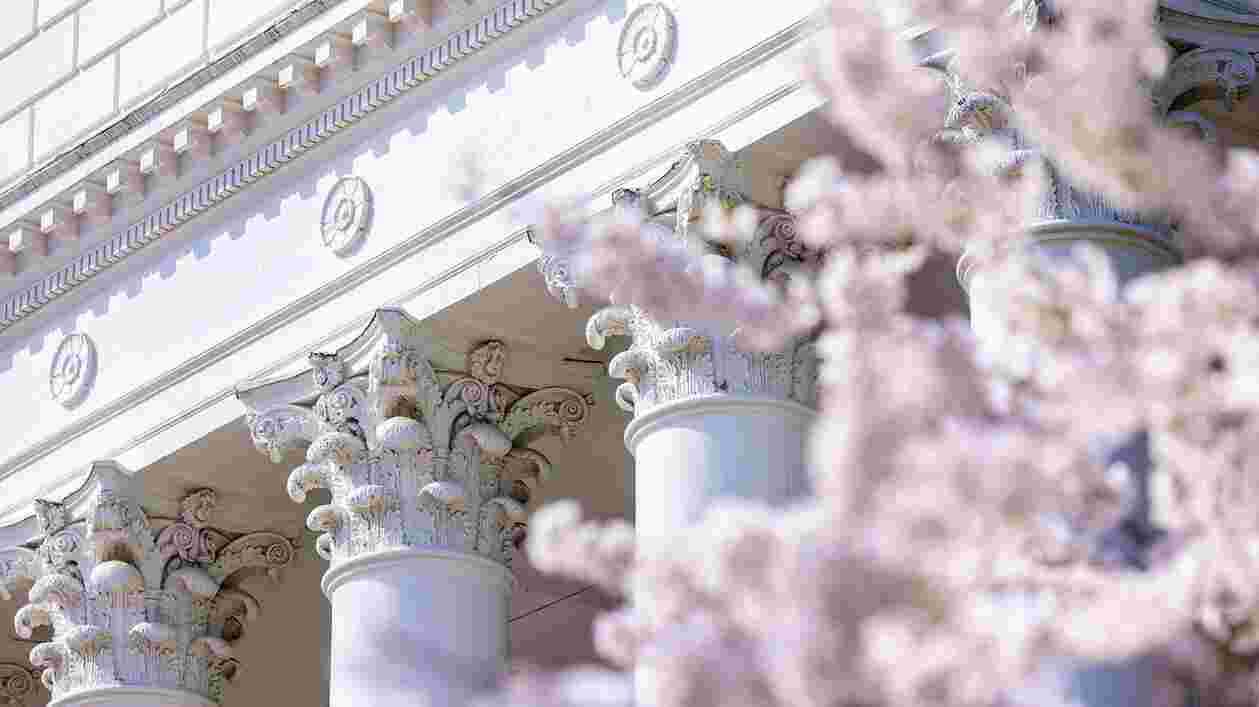 Columns Cherry Blossoms 03202024 JC 2407 1920x1080 Thumbnail