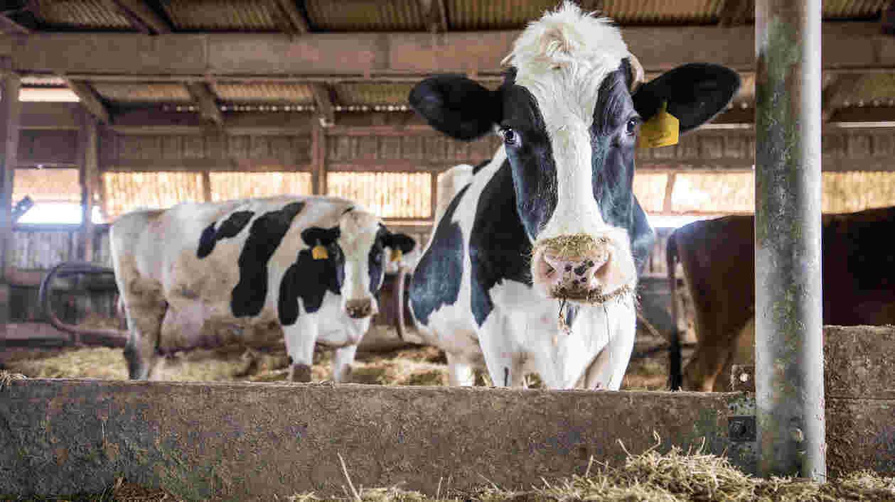 Dairy Cow Taneytown 1920x1080 Thumbnail