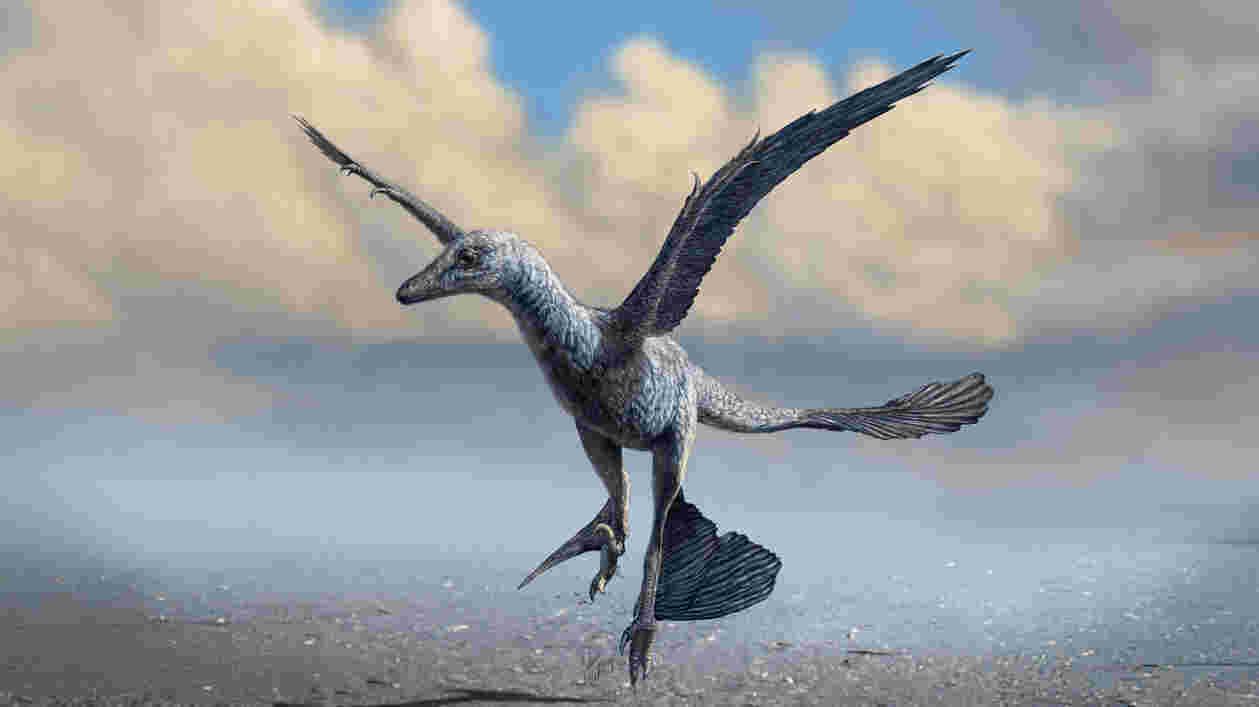 Dinobird 1920x1080 Thumbnail
