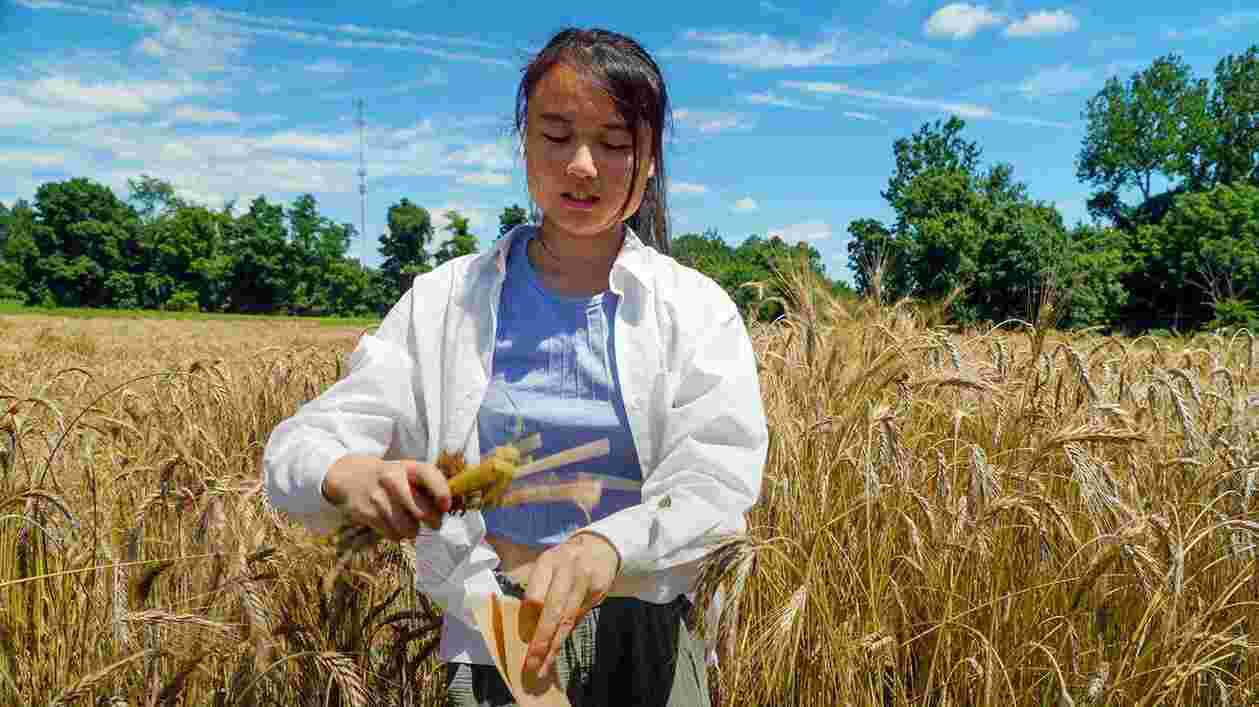 En TER Prise Wheat 1920x1080 Thumbnail