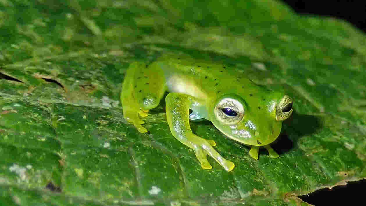Frog Thumbnail