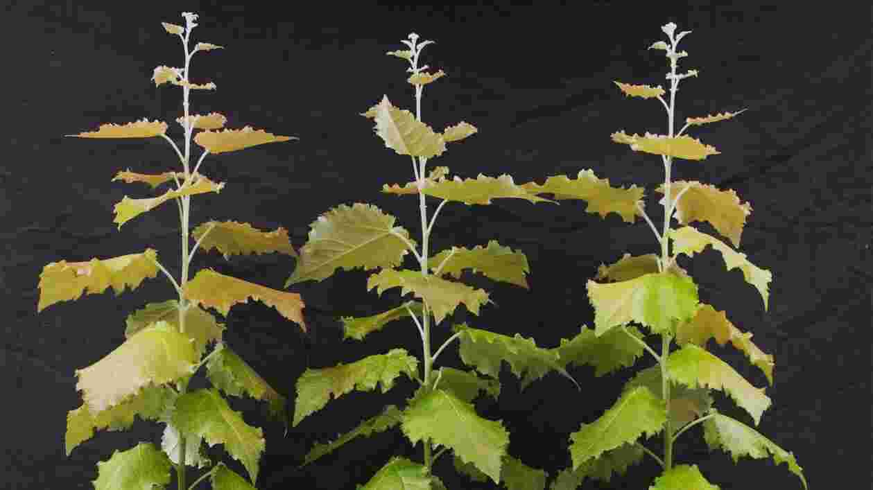 Genome engineered poplar plants 1920x1080 Thumbnail