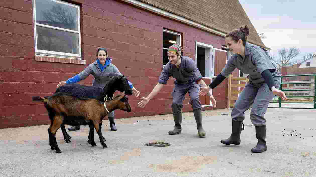 Goats Campus Farm 02052025 SC 8679 1920x1080 Thumbnail