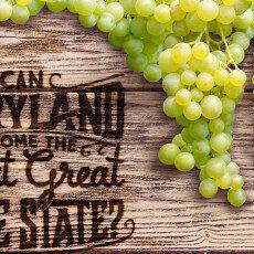 Grapes Maryland Shape Terp S2015 WEB 230x230 Thumbnail