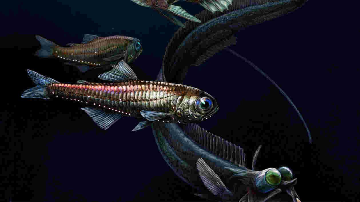 Illustration01 deepfish2 with lights 1920x1080 Thumbnail