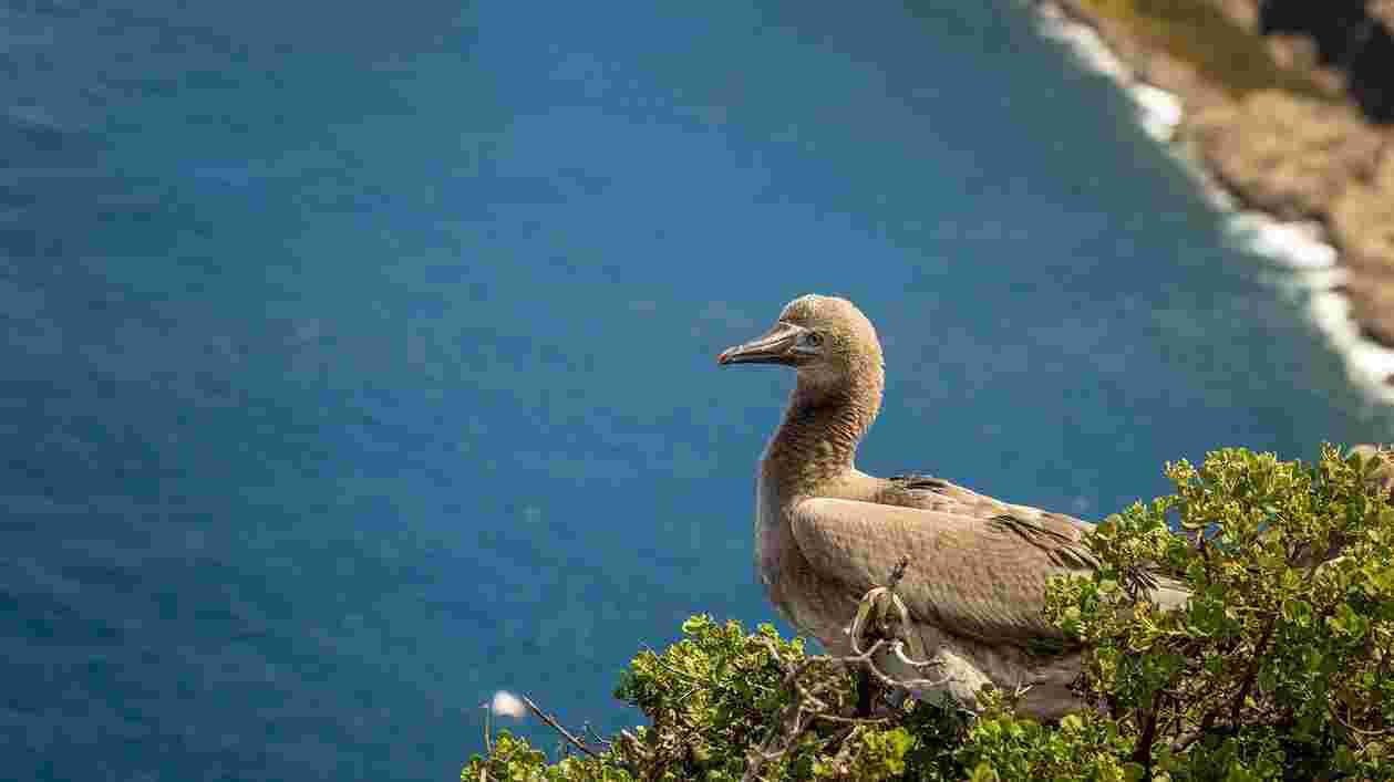 Island Conservation 2 1920x1080 Thumbnail