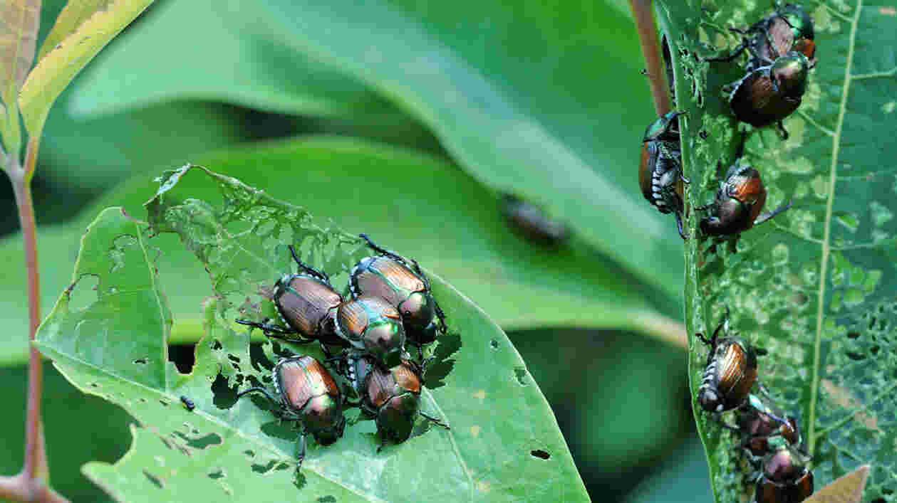 Japanese20beetles Thumbnail