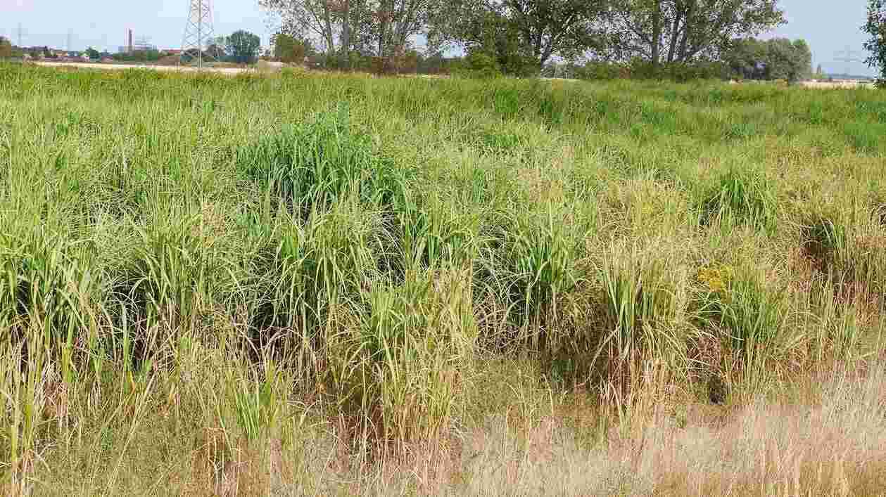 Korina 2018 09 01 Miscanthus giganteus 1 1920x1080 Thumbnail
