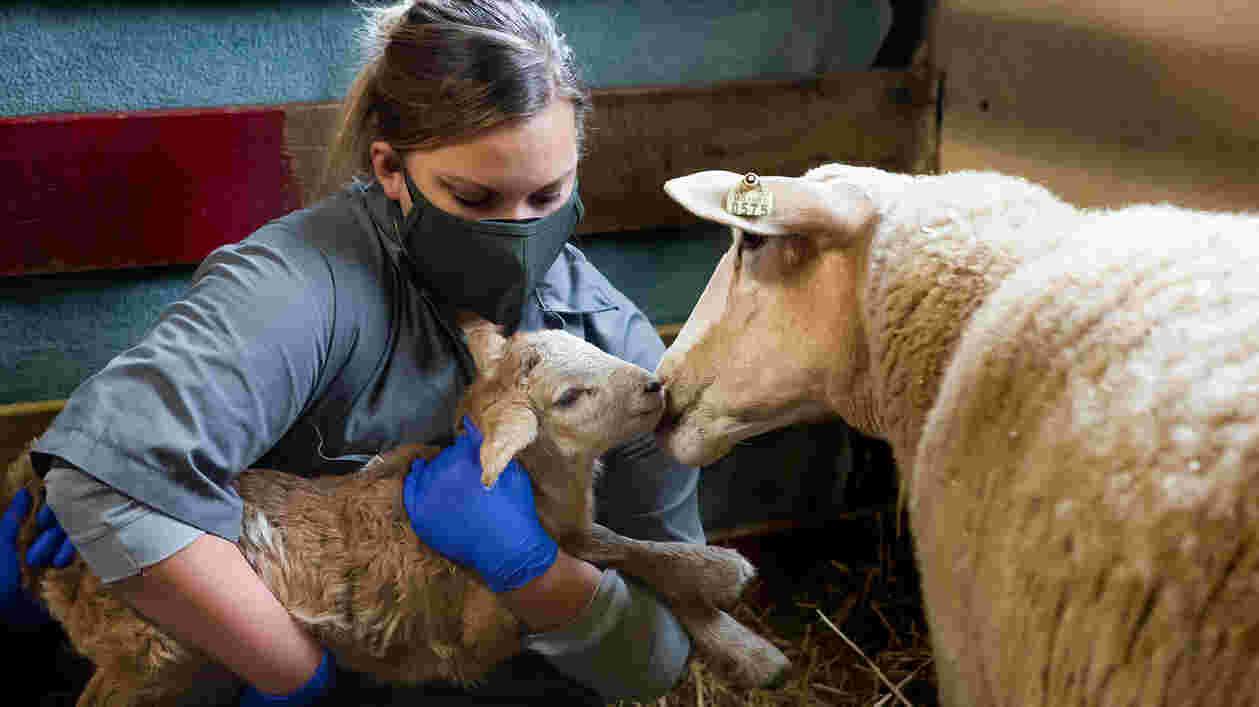 Lamb Watch 02162021 SC 4433 1920x1080 Thumbnail