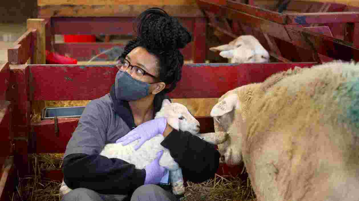 Lamb Watch 02162021 SC 4757 1920x1080 Thumbnail
