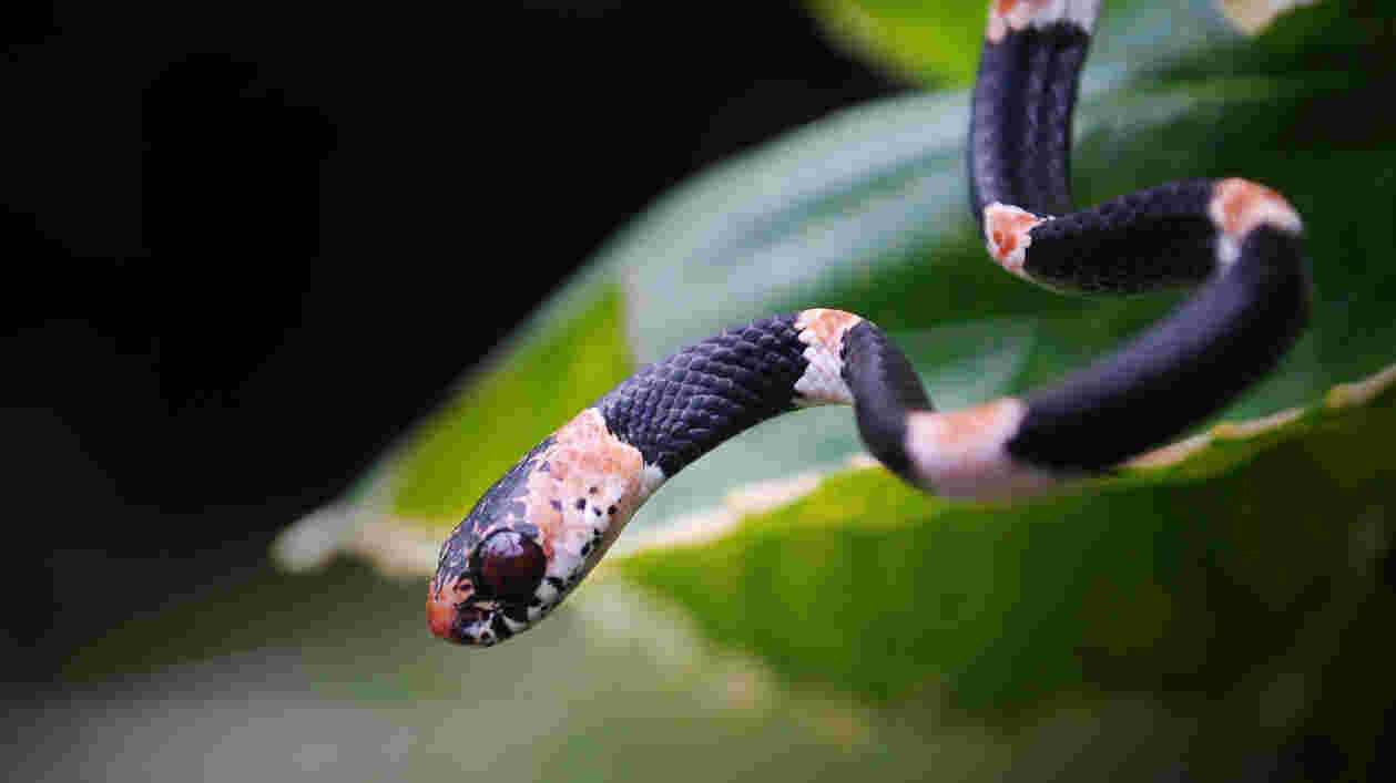 Lips snake 1920x1080 Thumbnail