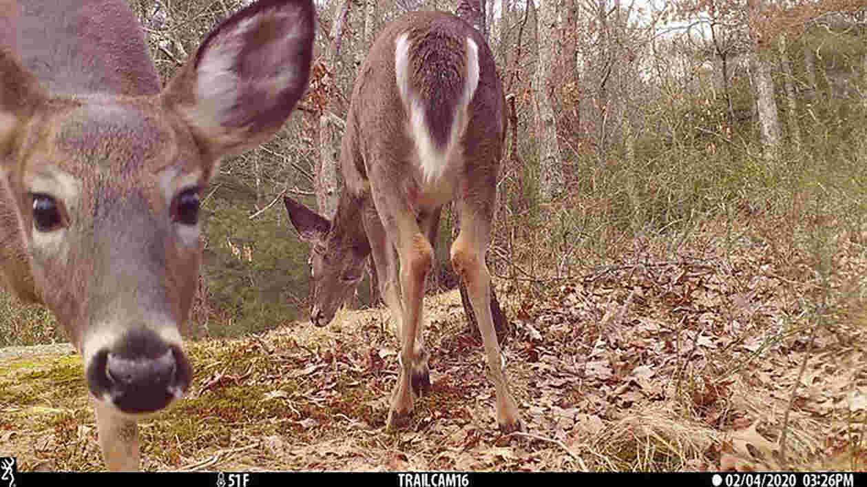 Low Res deer photo URI credit 0 1920x1080 Thumbnail