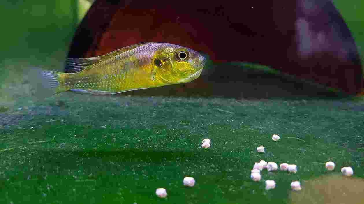 Male Astatotilapia Burtoni Fish 1920x1080 Thumbnail