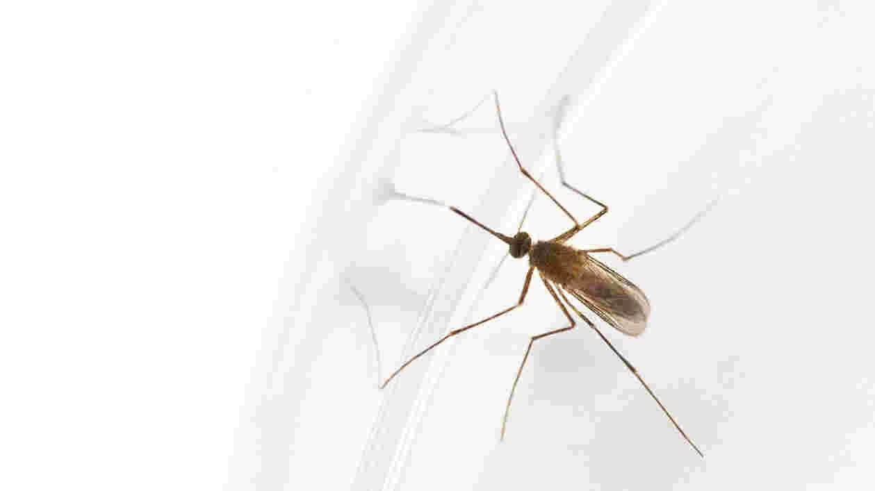 Mosquitos St Leger Ray Gumel Abba 07242025 JC 1149 1920x1080 Thumbnail