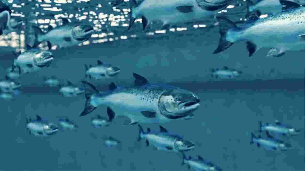 Nordic Aquafarms 1920x1080 Thumbnail
