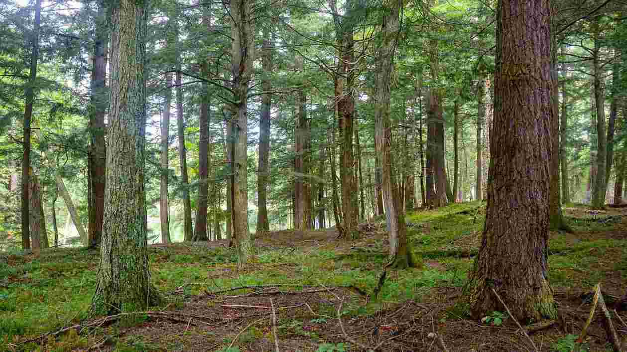 Old Growth hemlock forest2 1920x1080 Thumbnail