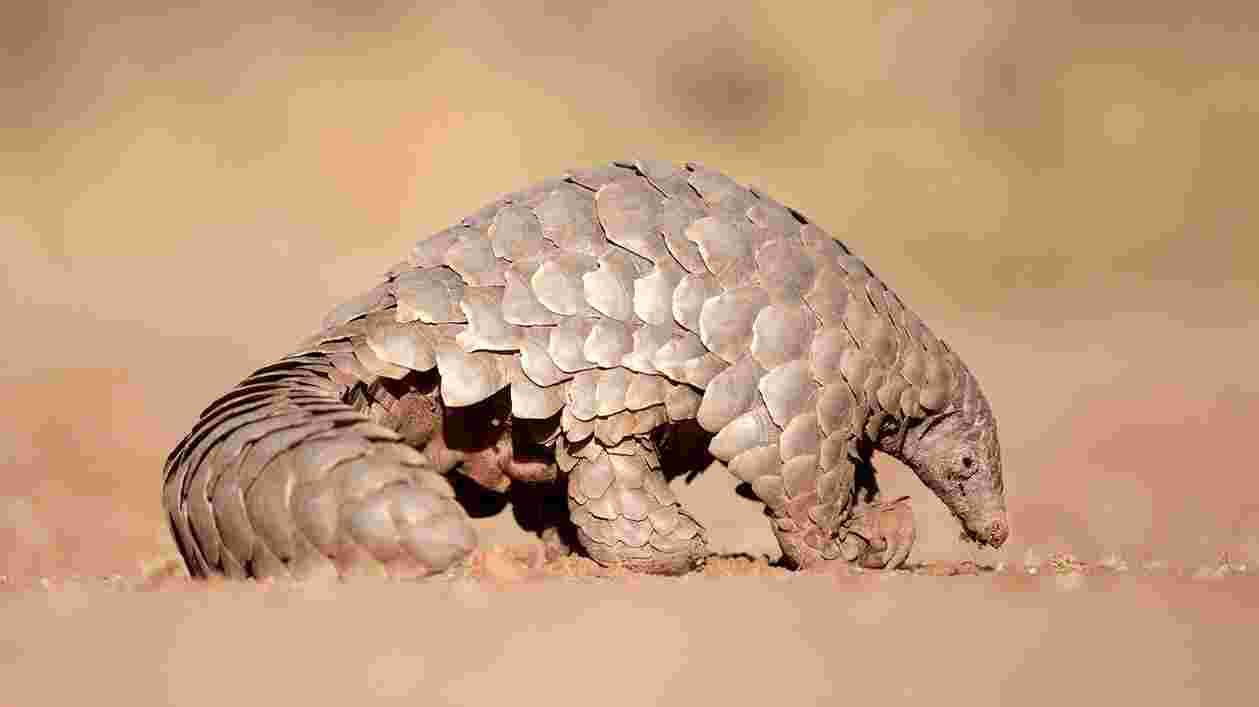 Pangolin i Stock 512292162 1920x1080 Thumbnail