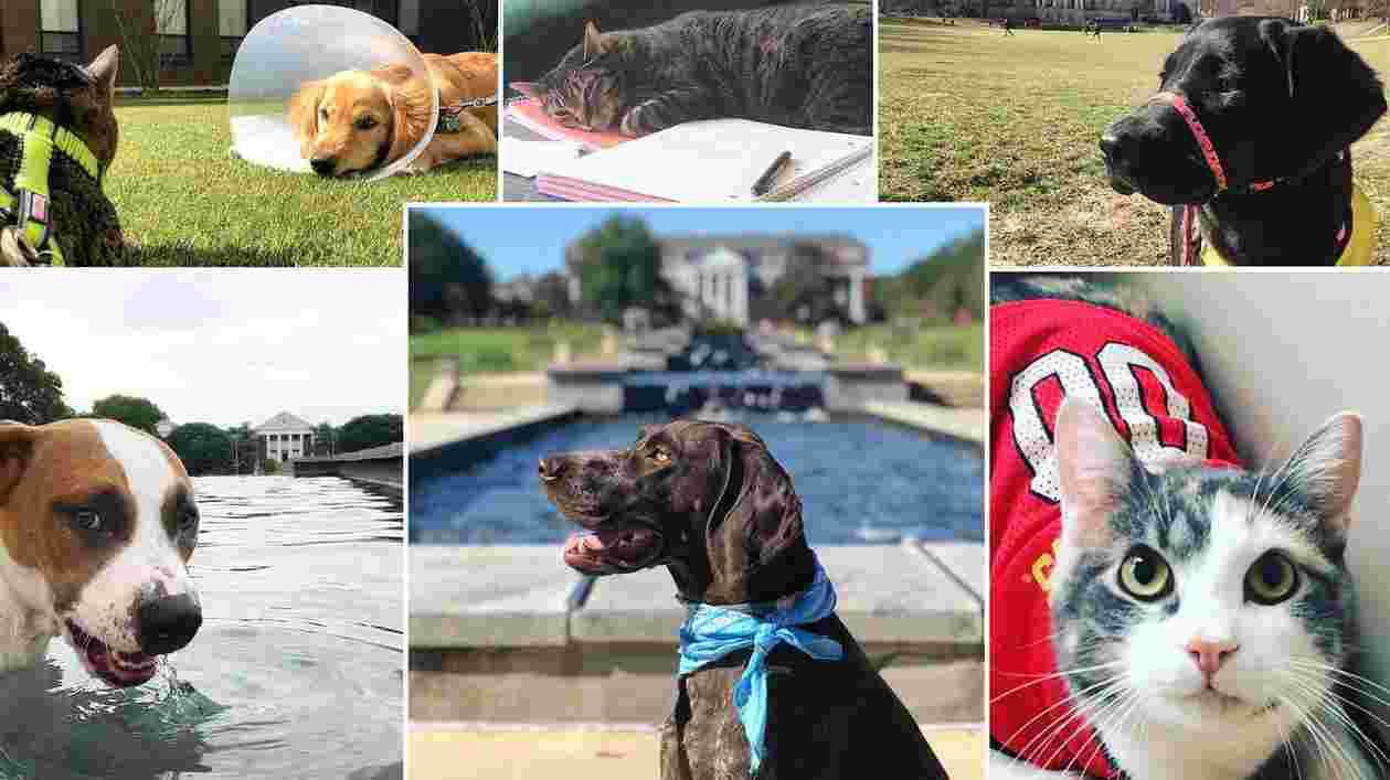 Petsof Instagram 1920x1080 Thumbnail