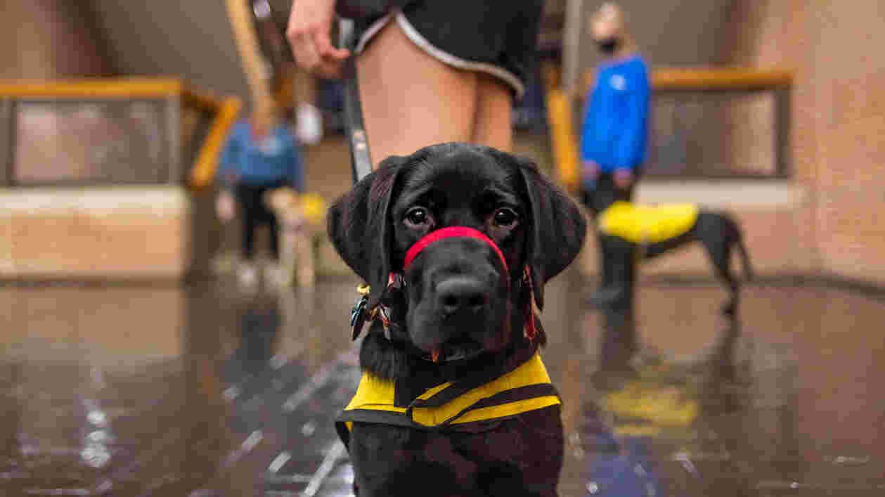 Puppy Training 09172020 EH 5570 1920x1080 Thumbnail