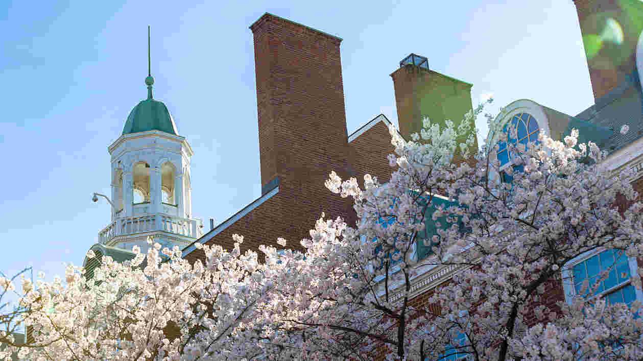Steeple Blossoms CK0 U4700 SC 1920x1080 0 Thumbnail