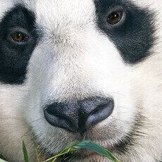 TERPF15 Panda Feature2 230x230 Thumbnail