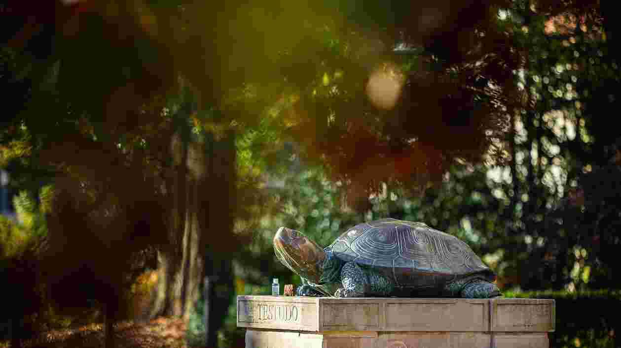 Testudo 11072020 SC 6347 1920x1080 Thumbnail